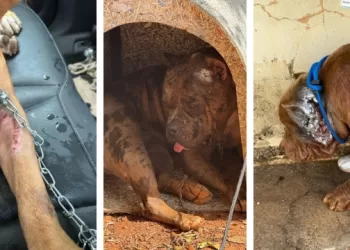 Os cães foram resgatados e encaminhados para avaliação veterinária. O caso seguirá sob investigação para garantir a responsabilização do tutor e o encaminhamento adequado dos animais.(Divulgação)