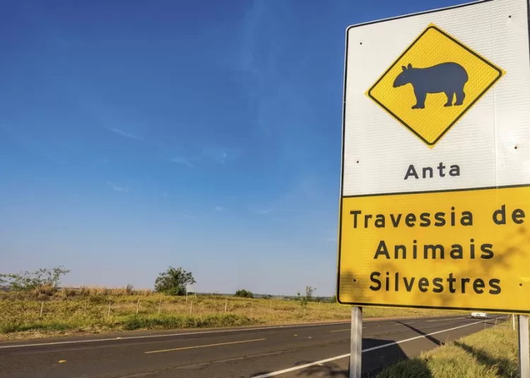 Para o Governo de São Paulo, a proteção à biodiversidade local nos trechos cortados por rodovias é um compromisso. Foto: Divulgação