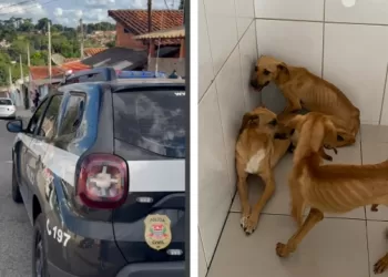 A ação ocorreu após o recebimento de denúncias anônimas, acompanhadas de fotos e vídeos, demonstrando que os animais estavam subnutridos e vivendo em condições insalubres. (Divulgação)