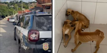 A ação ocorreu após o recebimento de denúncias anônimas, acompanhadas de fotos e vídeos, demonstrando que os animais estavam subnutridos e vivendo em condições insalubres. (Divulgação)
