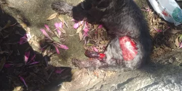 Apesar dos esforços da equipe médica, que incluiu a amputação de uma das patas traseiras, o cachorro não resistiu aos ferimentos e veio a óbito. (Divulgação/Polícia Civil)