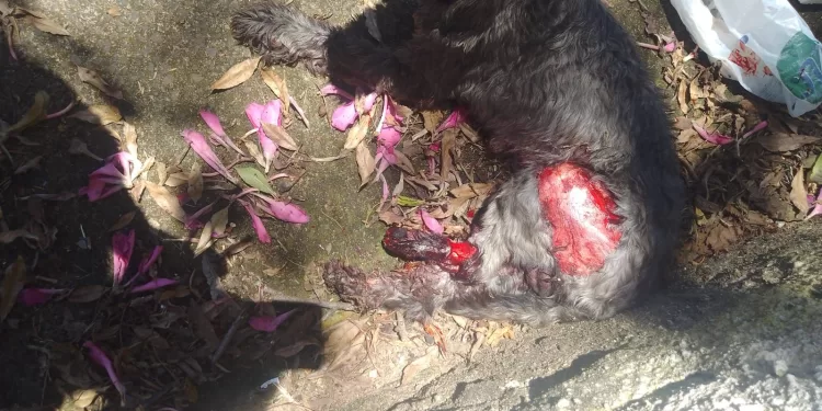 Apesar dos esforços da equipe médica, que incluiu a amputação de uma das patas traseiras, o cachorro não resistiu aos ferimentos e veio a óbito. (Divulgação/Polícia Civil)