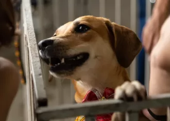 Cachorro aguarda adoção. (Divulgação)