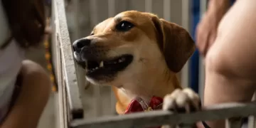 Cachorro aguarda adoção. (Divulgação)