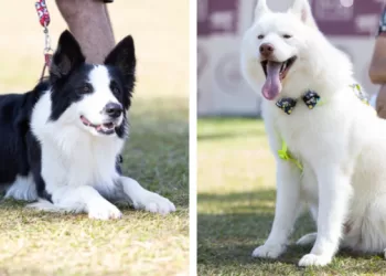 Mostra de Cães deve reunir cerca de 50 raças diferentes na ExpoAgro em Itapetininga