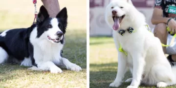 Mostra de Cães deve reunir cerca de 50 raças diferentes na ExpoAgro em Itapetininga