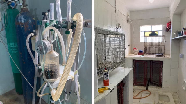 Durante o cumprimento do mandado de busca e apreensão, a Polícia Civil localizou diversos animais em situação de maus-tratos, além de medicamentos vencidos, tanto de uso veterinário quanto humano, armazenados de forma irregular. (Divulgação)