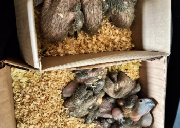 Durante a ação, realizada em uma residência no bairro Aracoiabinha, os policiais localizaram 24 aves, entre elas 10 papagaios-verdadeiros e 4 araras-canindé. (Divulgação)