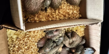 Durante a ação, realizada em uma residência no bairro Aracoiabinha, os policiais localizaram 24 aves, entre elas 10 papagaios-verdadeiros e 4 araras-canindé. (Divulgação)