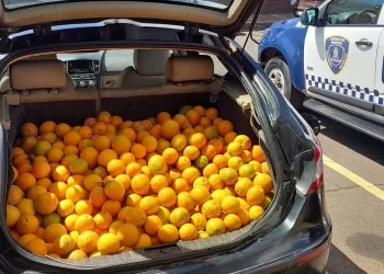 Após buscas pelo bairro, a corporação localizou o carro e o homem, realizando a abordagem. No porta-malas do veículo foi encontrada uma quantidade expressiva de laranjas. (Divulgação)