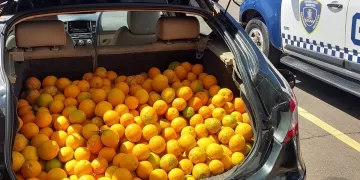 Após buscas pelo bairro, a corporação localizou o carro e o homem, realizando a abordagem. No porta-malas do veículo foi encontrada uma quantidade expressiva de laranjas. (Divulgação)