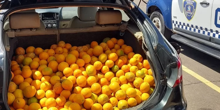 Após buscas pelo bairro, a corporação localizou o carro e o homem, realizando a abordagem. No porta-malas do veículo foi encontrada uma quantidade expressiva de laranjas. (Divulgação)