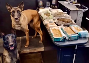 Com o auxílio dos cães farejadores treinados do Canil da GCM, foram encontrados diversos pacotes enterrados contendo tabletes de drogas. (Divulgação)