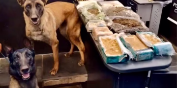 Com o auxílio dos cães farejadores treinados do Canil da GCM, foram encontrados diversos pacotes enterrados contendo tabletes de drogas. (Divulgação)