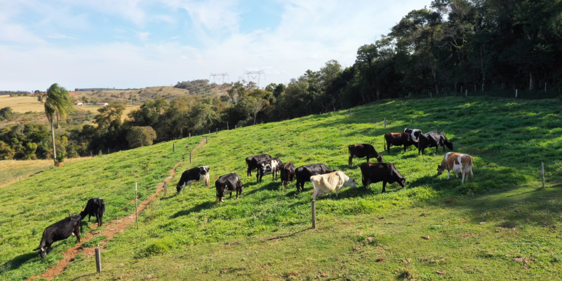 Com mais produtividade e retorno financeiro, a família já investiu na melhoria das instalações e novos implementos, estruturando seu negócio e deixando um legado para as próximas gerações. (Divulgação)