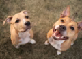 Procure sempre um veterinário de confiança para garantir que o seu pet esteja protegido. (Dviulgação)