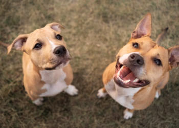 Procure sempre um veterinário de confiança para garantir que o seu pet esteja protegido. (Dviulgação)