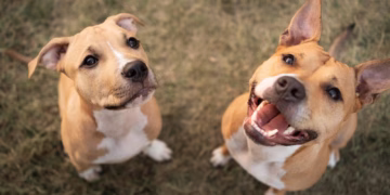 Procure sempre um veterinário de confiança para garantir que o seu pet esteja protegido. (Dviulgação)