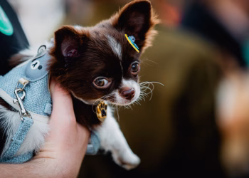 A Mostra de Cães da Expoagro de Itapetininga reafirma um dos laços mais genuínos que existem: o amor entre o homem e o cão. (Divulgação)