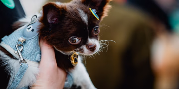 A Mostra de Cães da Expoagro de Itapetininga reafirma um dos laços mais genuínos que existem: o amor entre o homem e o cão. (Divulgação)